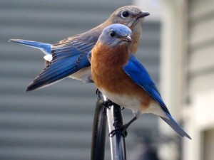 This pair of eastern bluebirds was photographed by Lisa Eggleston as they performed a courtship display in Sudbury. The brightly feathered male, in the foreground, provides a welcomed flash of color during the grays of our winter and early spring. 