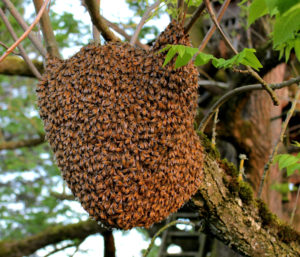 honeybee swarm