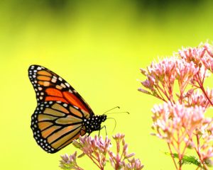 20120804_Monarch butterfly3_Raj Das